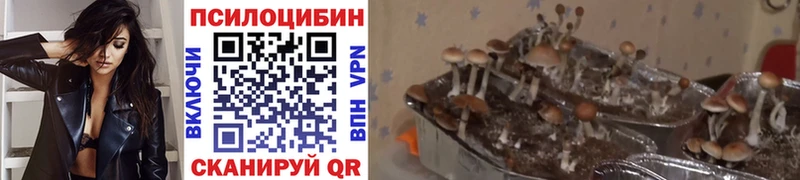 Псилоцибиновые грибы Psilocybe  наркошоп  Саяногорск 